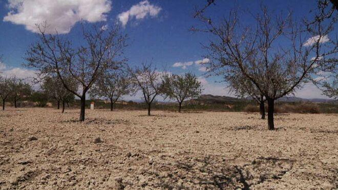 La sequía lleva al límite la producción de alimentos￼