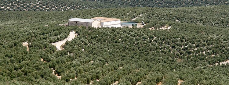 Estiman en más de 1.000 millones de euros las pérdidas en la campaña del aceite de oliva por la sequía￼