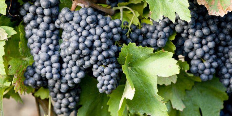 Prevén una cosecha de uva de vino un 30% inferior a la pasada￼