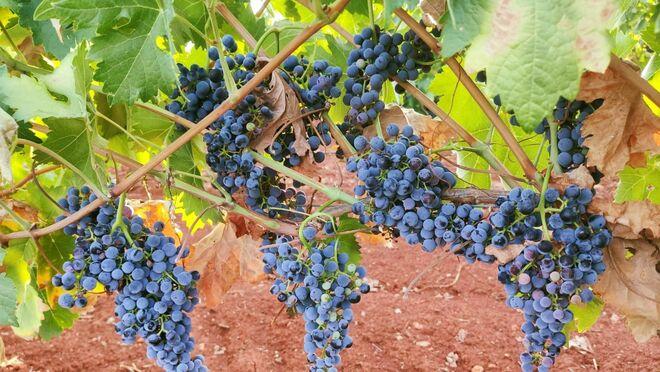 El calor adelanta la vendimia y Bodegas Progreso comienza este viernes con ella￼