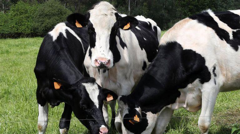 El litro de leche llega a los 43 céntimos, el precio más alto de los últimos catorce años￼