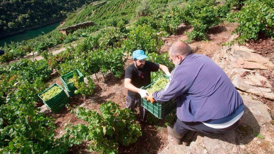 La ola de calor supone un duro golpe para el vino y se adelanta la vendimia