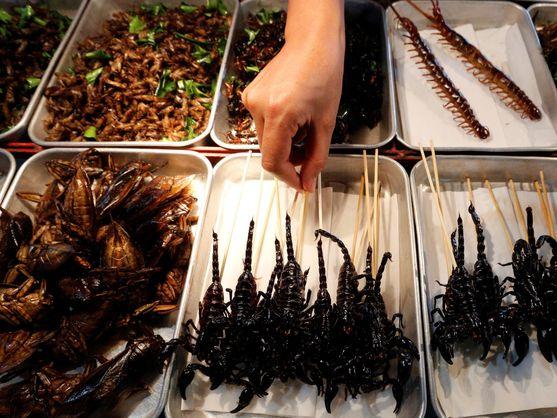 Las granjas del futuro se abren paso en Aragón: la alimentación pasa por los insectos 