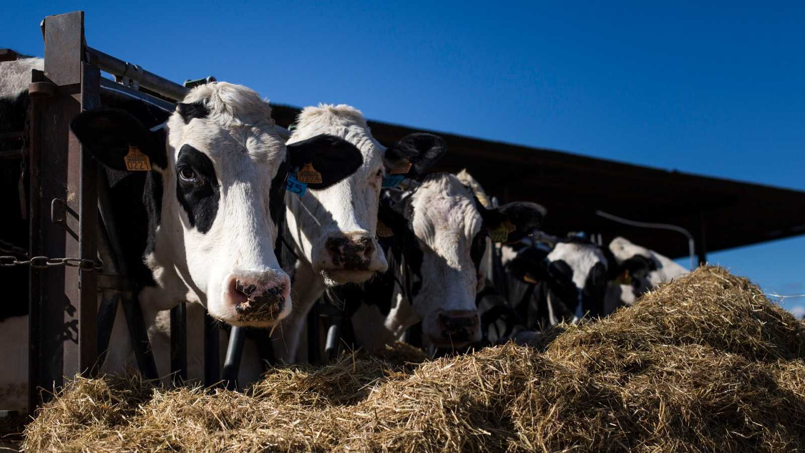 La inflación y la sequía descuadran las cuentas de la industria lechera: «O vendes tus vacas o te arruinas de por vida»