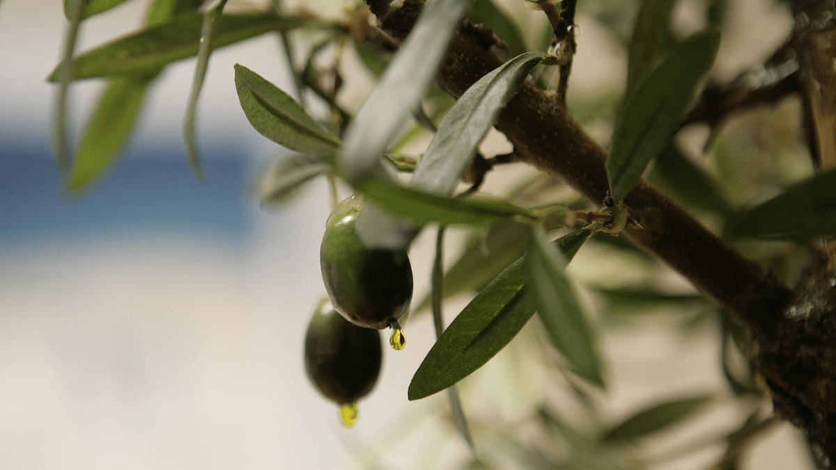 La sequía amenaza la mitad de la cosecha de aceite de oliva en Cataluña￼