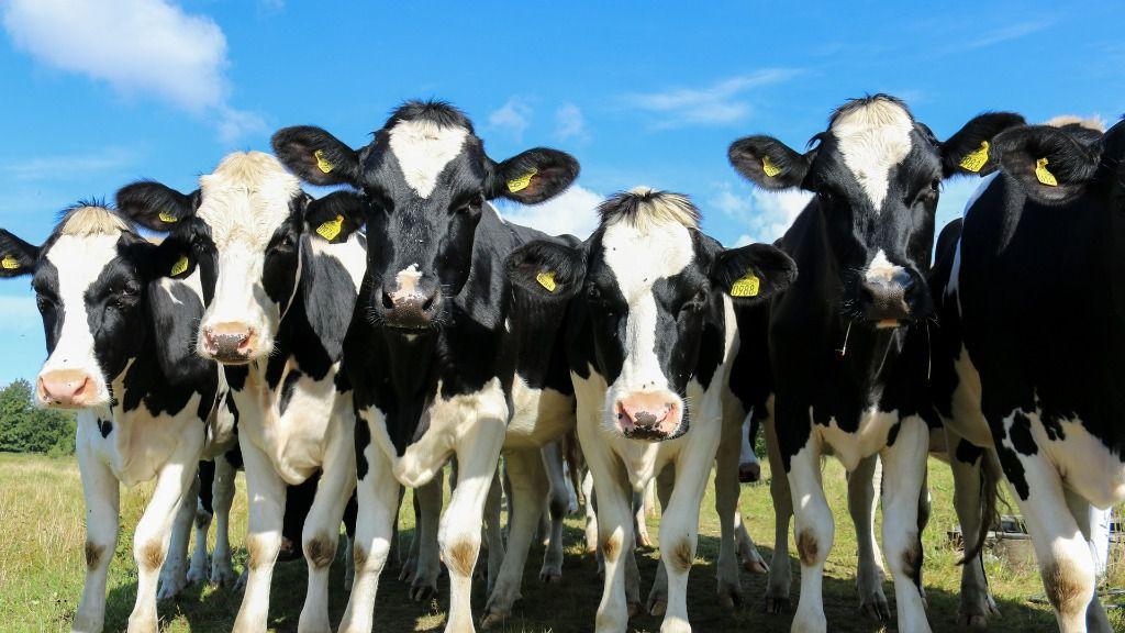 Asaja alerta de «la asfixia» de los ganaderos por la sequía y la subida de los costes de producción￼￼