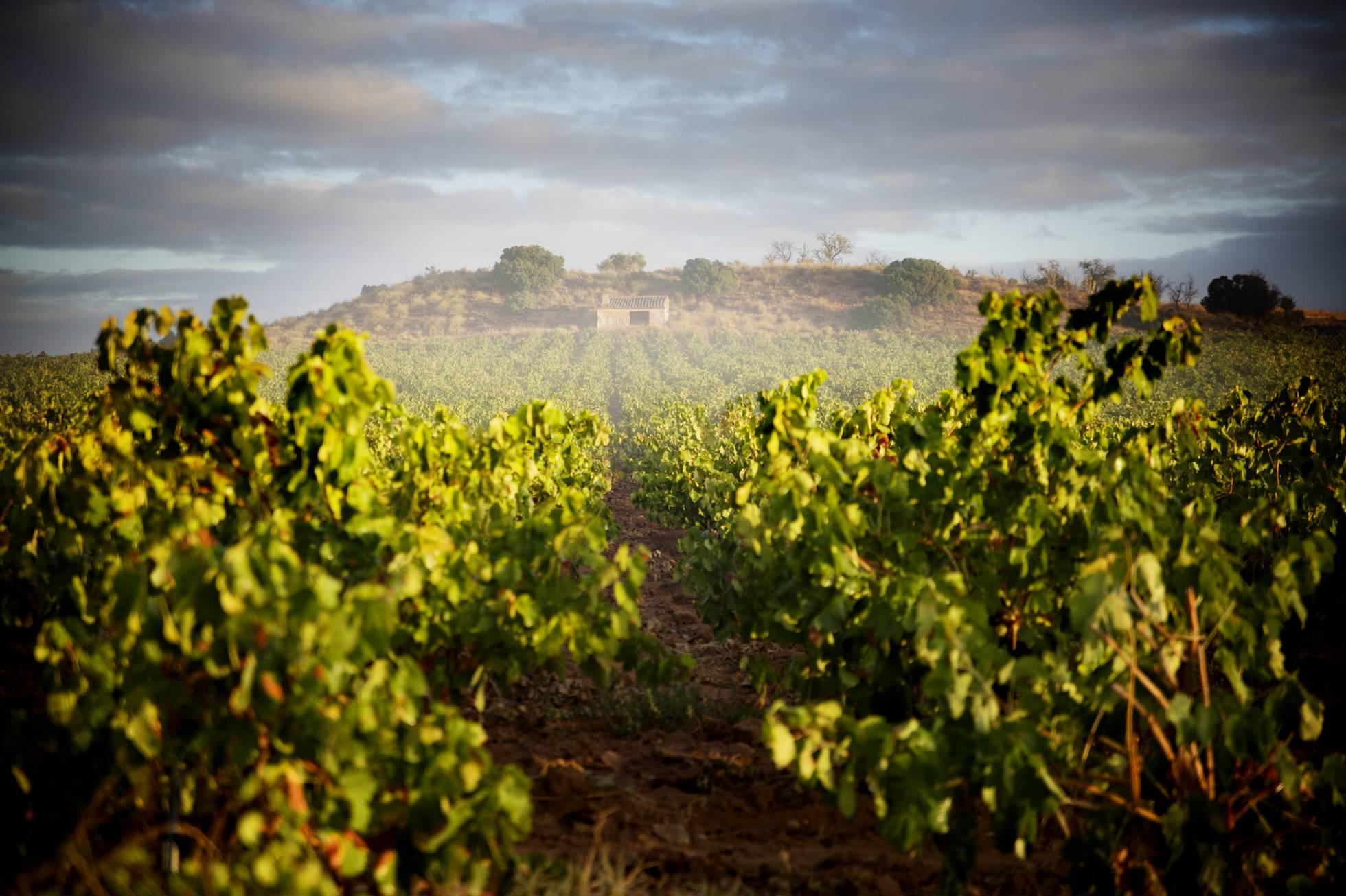 Uveste, el cava valenciano que triunfa en los países nórdicos