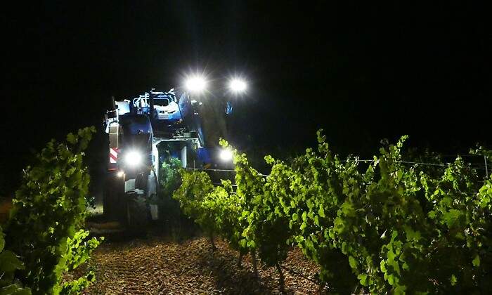 Uva a precio de saldo de la DO Rueda para elaborar vino de Castilla-La Mancha