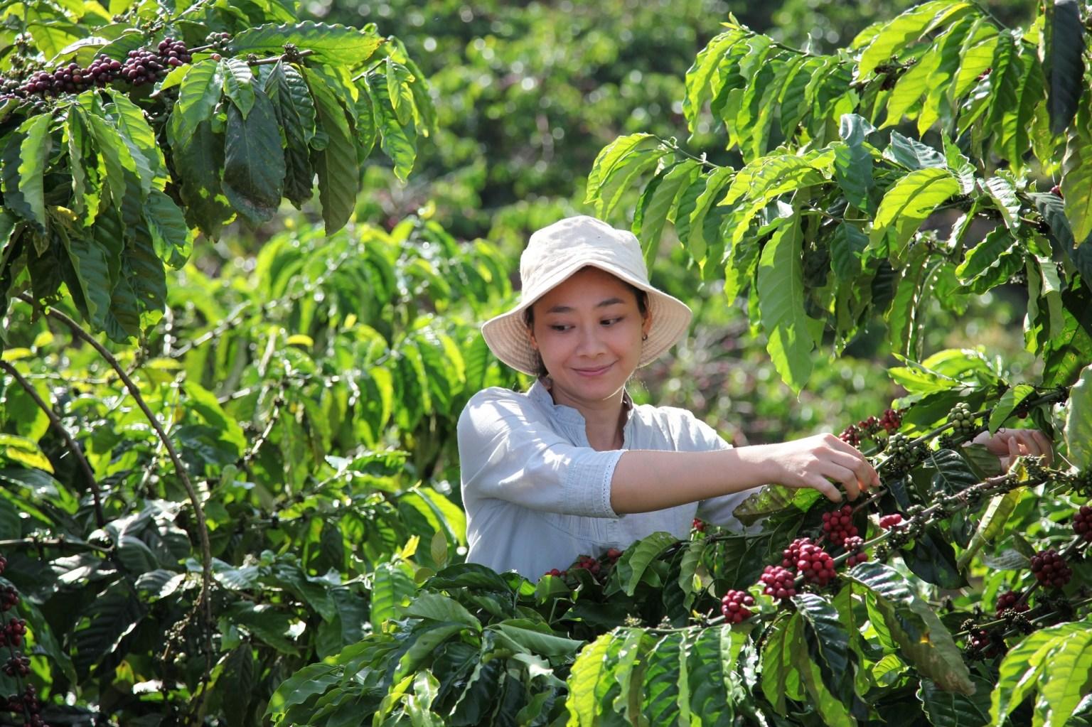 Nestlé invierte mil millones euros para impulsar la sostenibilidad del sector cafetero en 2030