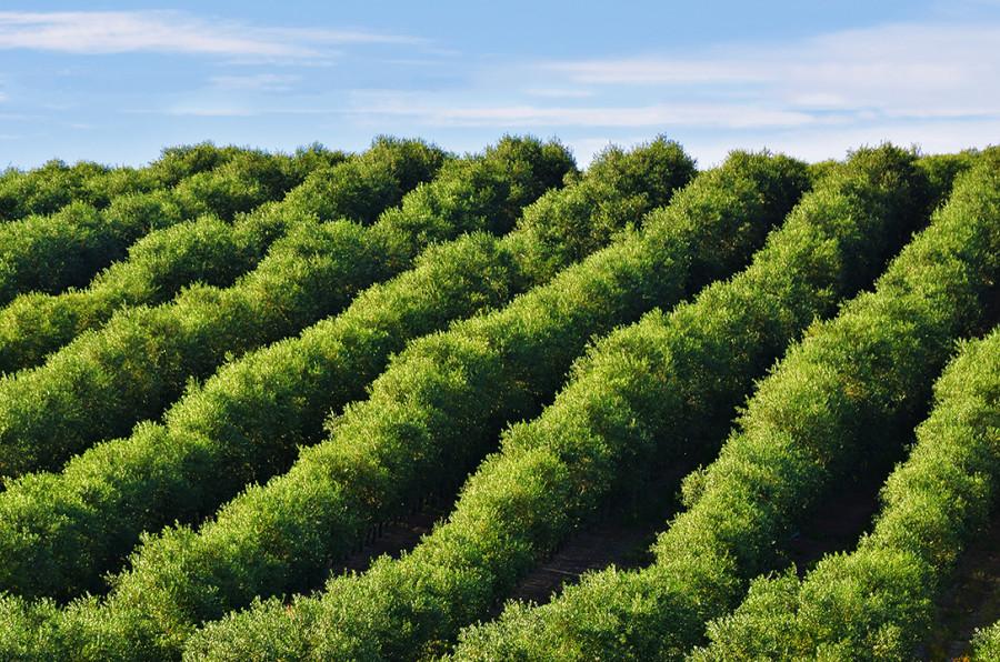 Europa prevé una reducción del 25% de la producción de aceite de oliva