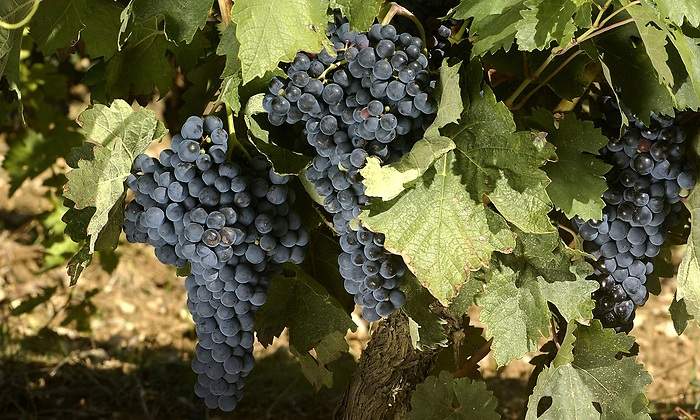 El Gobierno Vasco autoriza la denominación de origen de Viñedos de Álava