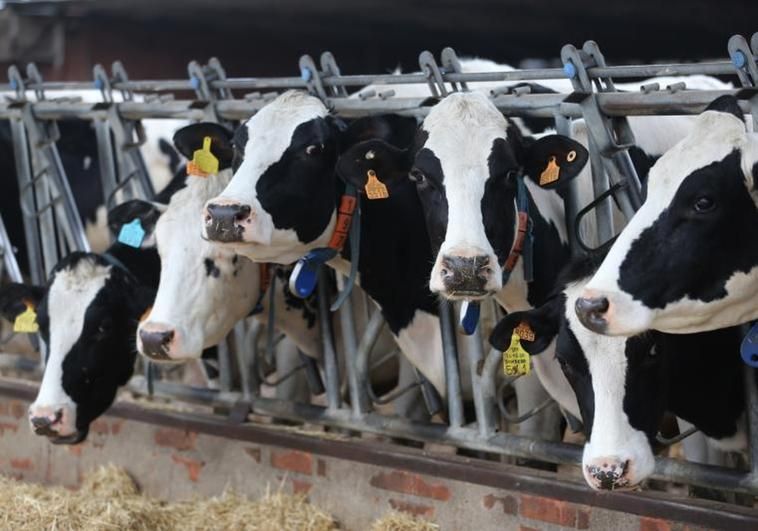 La leche, por las nubes: ¿qué hay detrás de la subida imparable de precio?