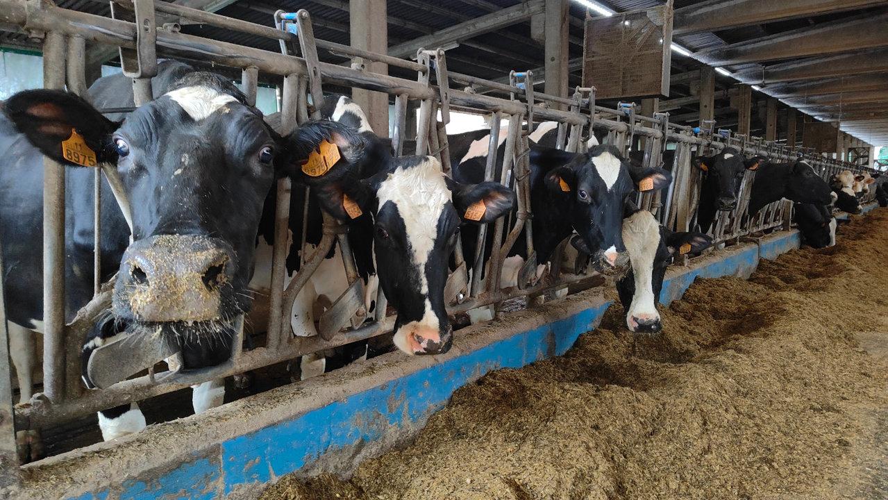 El precio de la leche en origen subió casi un 55% desde octubre de 2021