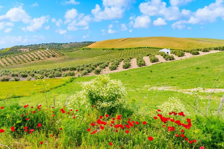 La UE prevé un progresivo incremento del consumo del aceite de oliva en sustitución de otros aceites vegetales