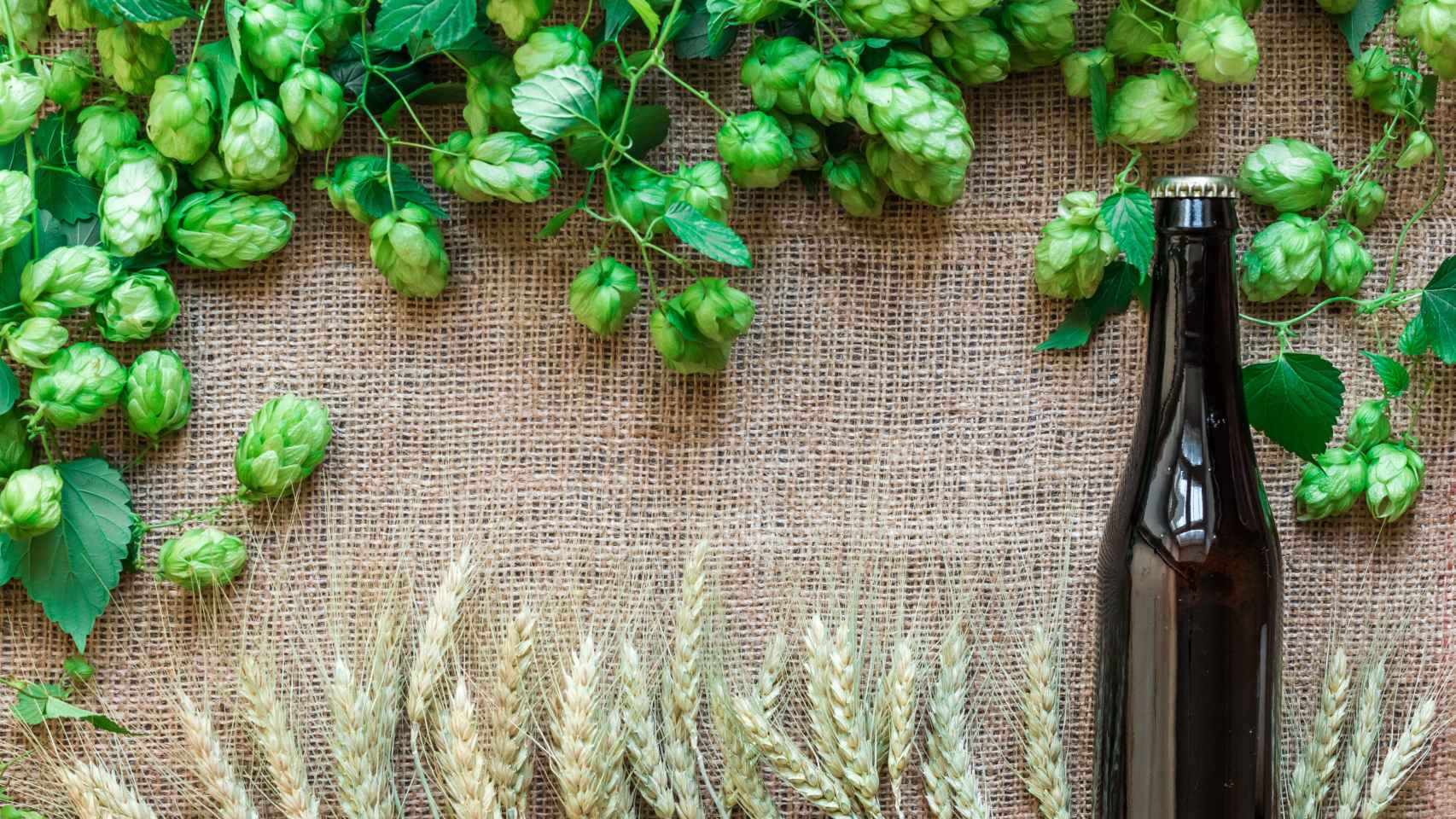 El cambio climático amenaza a la cerveza: la producción de lúpulo en Europa cae casi un 30% por la sequía