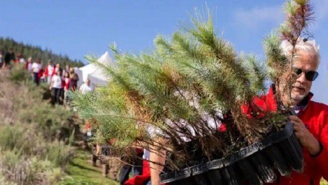 Mahou San Miguel se alía para reforestar cinco hectáreas en Canarias
