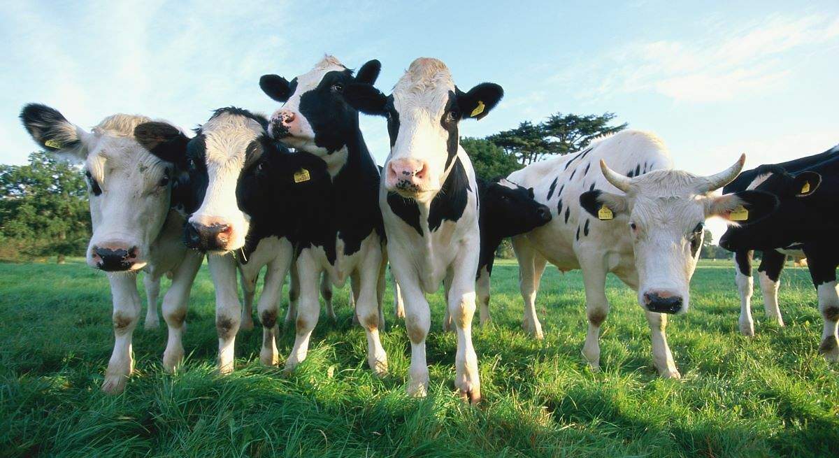 El precio de la leche en origen crece un 64% y supera ya la media europea