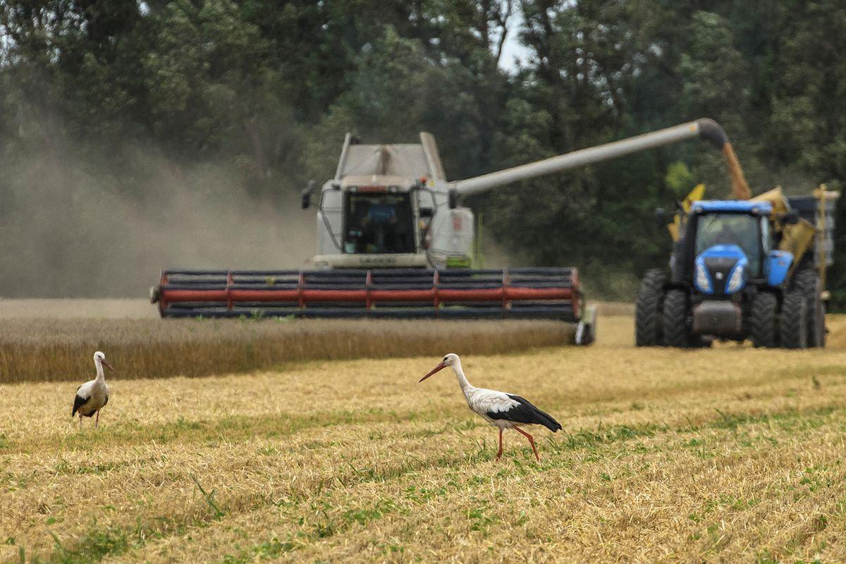 La caída del precio mundial de los alimentos allana el camino para un freno en la inflación