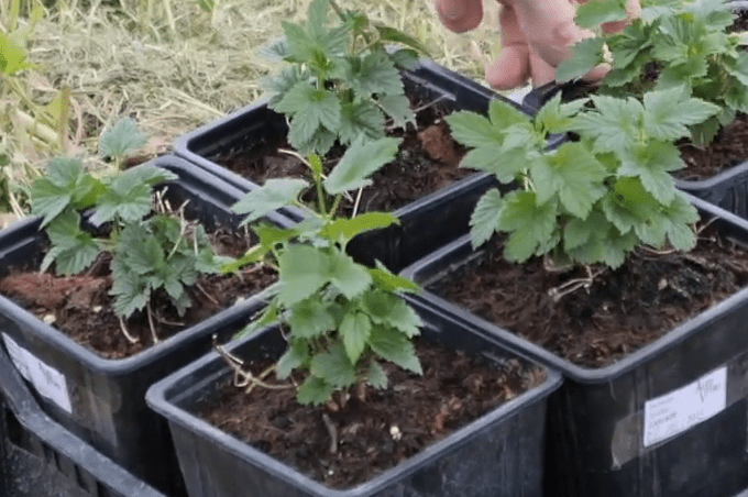 Zalla planta lúpulo para conseguir la primera cerveza vasca kilómetro cero