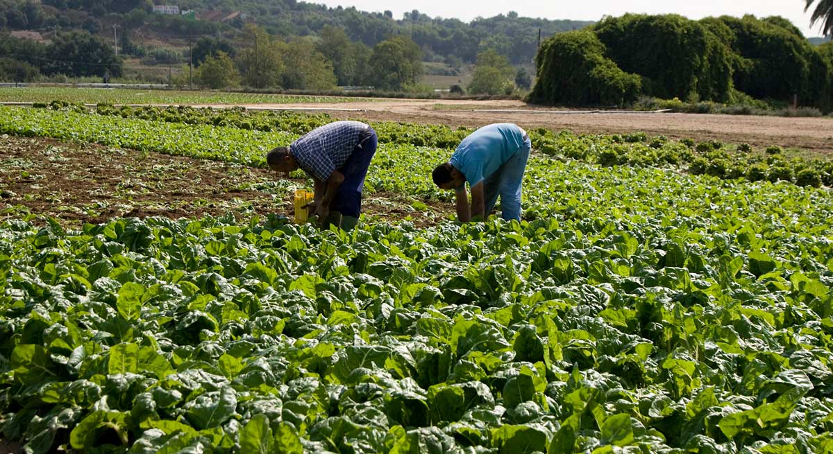 HACIENDA REBAJA EL IRPF A AGRICULTORES Y GANADEROS EN 1.800 MILLONES POR LA SEQUÍA