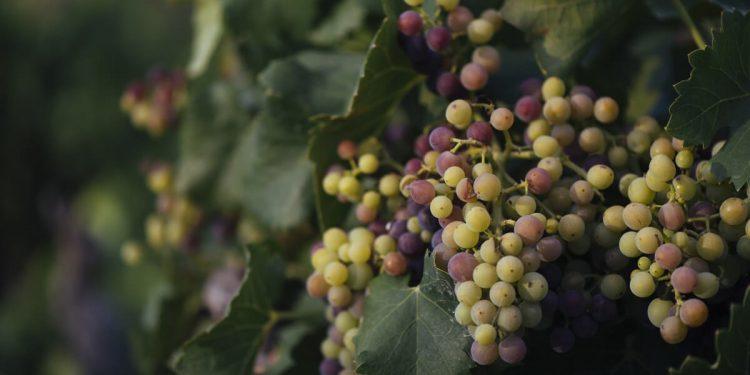 La DOCa Rioja aprueba un plan para recuperar el equilibrio a corto plazo