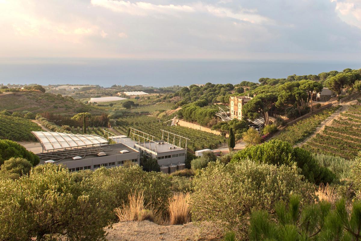Alta Alella destina 2,5 millones a aumentar su superficie de viñas