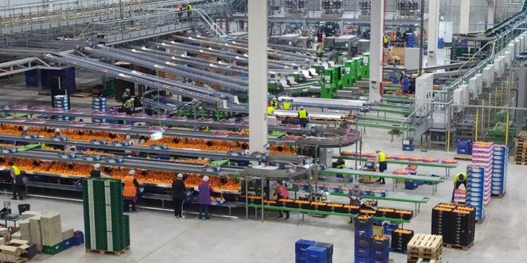 Desciende el volumen de frutas y hortalizas exportadas a la UE
