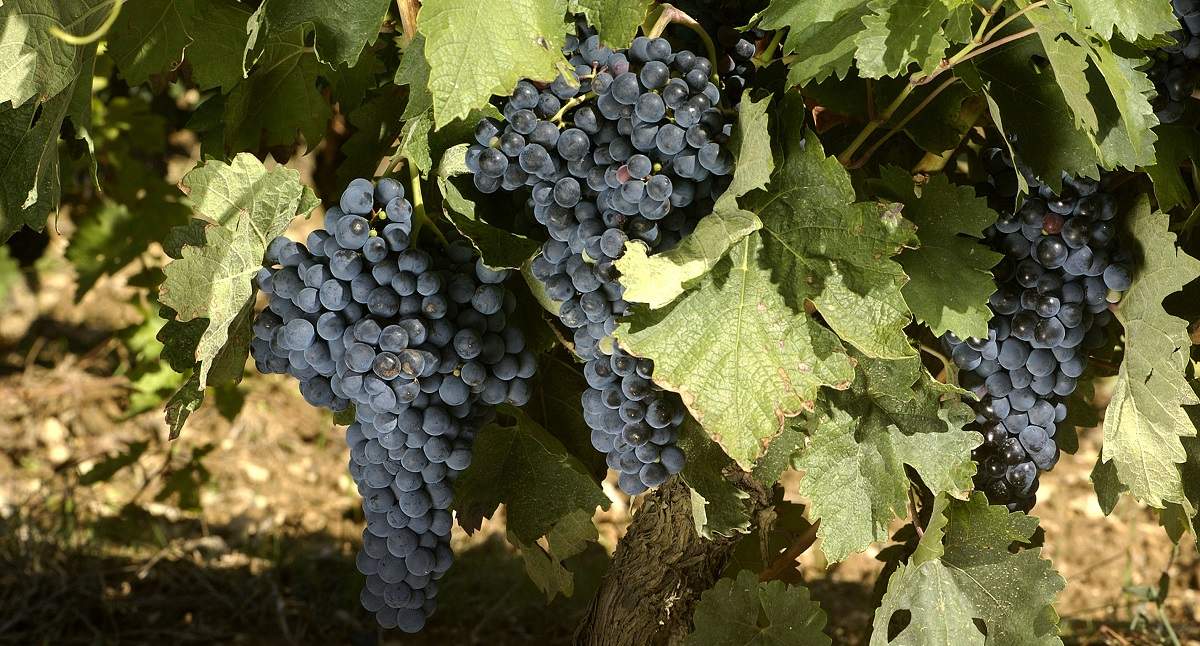 La justicia vasca apoya a la DOC Rioja: anula la autorización transitoria a «Viñedos de Álava»