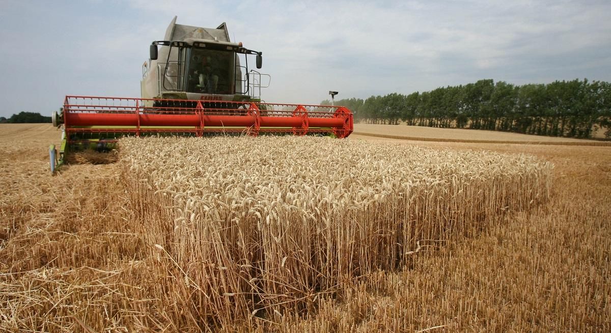La sequía provocará alzas del 12% en el cereal y amenaza con más inflación