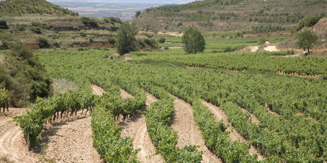 Hijos de Rivera incorpora a su portfolio los vinos de Viñedos y Bodegas Sierra Cantabria