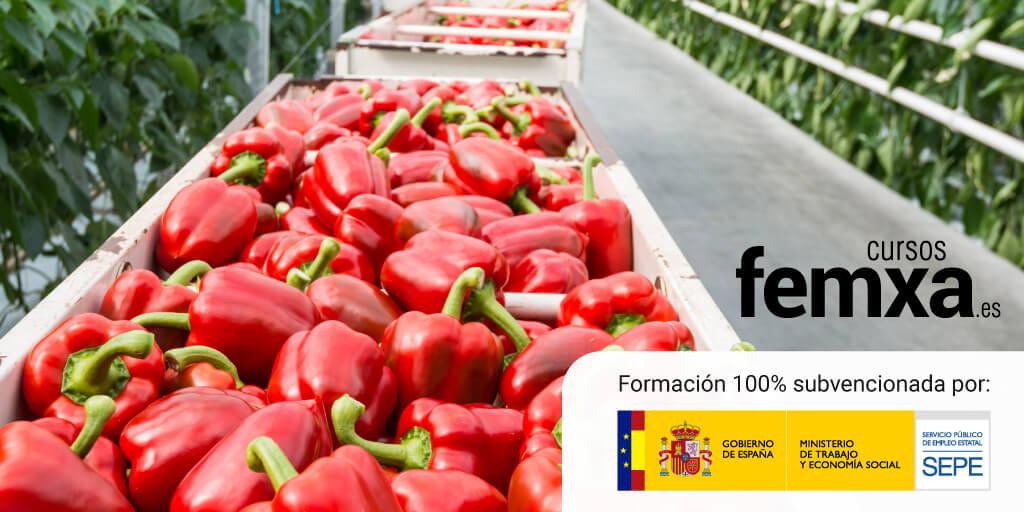 Más de 5.000 plazas en formación gratuita del SEPE para impulsar el comercio y la industria alimentaria