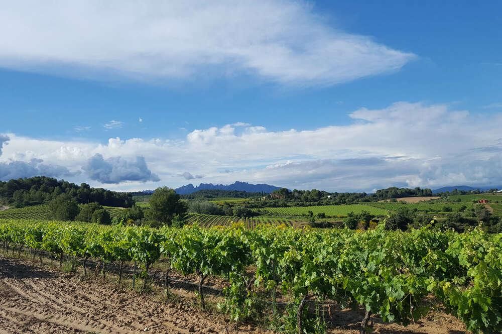La sequía pone en jaque al cava: reducirá la producción y amenaza las ventas