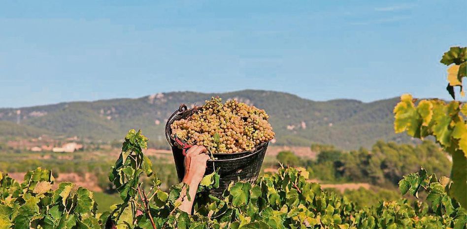 Una vendimia muy caliente: sequía y bajos precios marcan la campaña