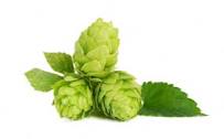La cerveza artesana busca oro verde en León