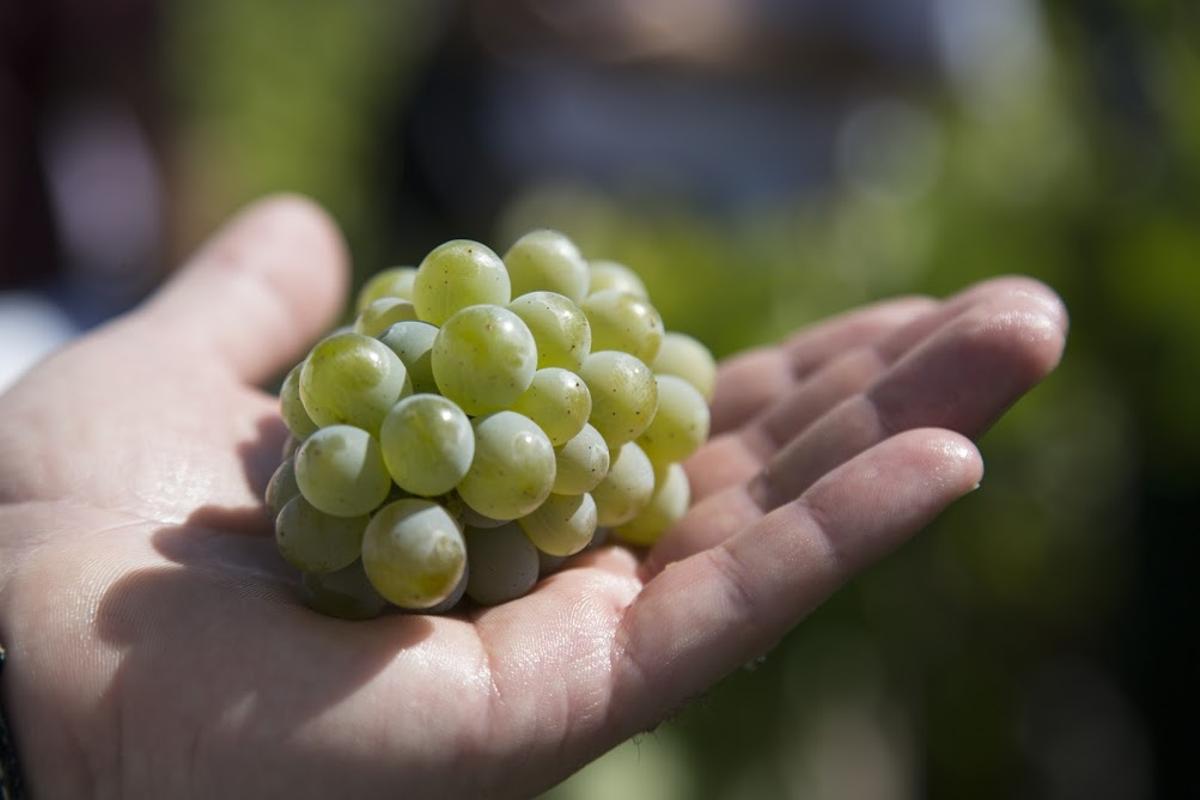 El «boom» del vino godello: cómo una uva moribunda se convirtió en la más ‘cool’ de España