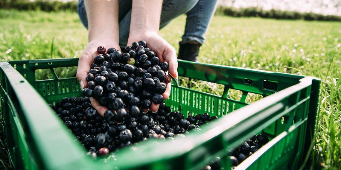 Los envases de plástico reutilizables prolongan la vida útil de los alimentos frescos