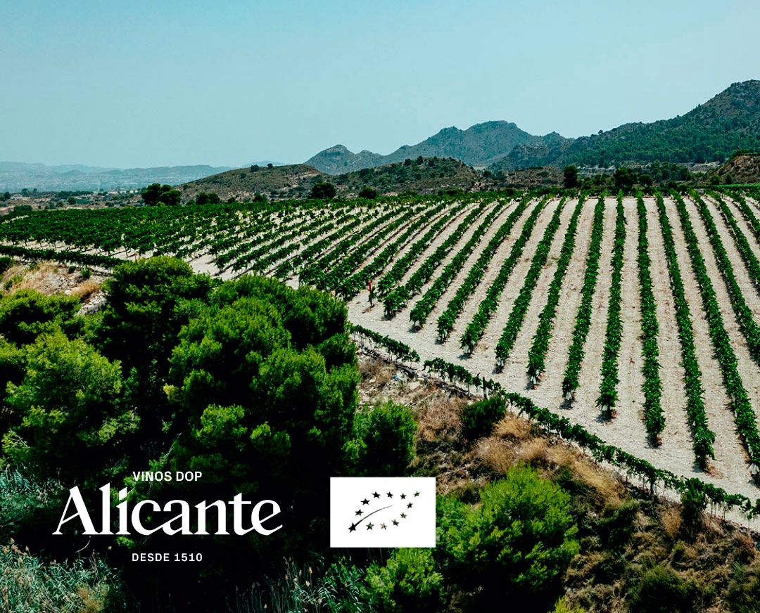 Vinos ecológicos: + sostenibilidad para Alicante