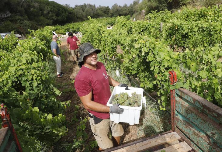Las bodegas de Menorca esperan duplicar la producción de vino en cinco años