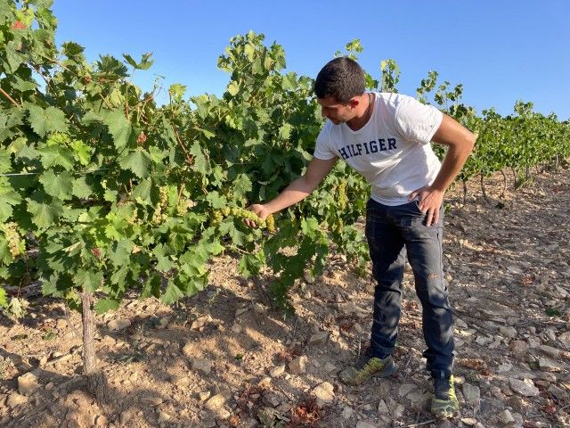 Bodegas Aragonesas inicia, este lunes, su vendimia 2023.