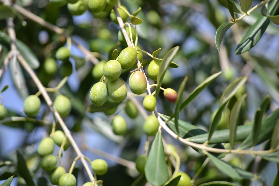 Aceite: los precios en origen se han duplicado en un año