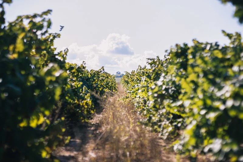 Aseguran que comprar uva para cava a 54 céntimos no permite ser competitivos