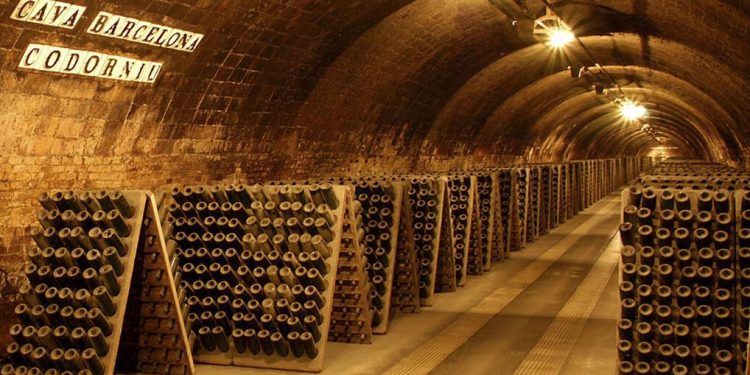 Codorniú prevé aumentar hasta un 40% el precio que paga a los viticultores por la uva