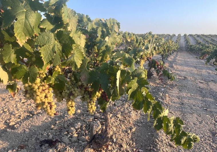 Piden a las bodegas que paguen un precio «rentable» al agricultor por la uva para cava