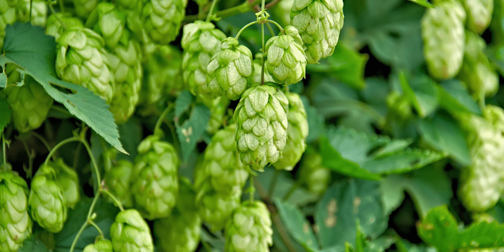 La superficie de lúpulo cultivada en España asciende a las 580 ha, con una producción de 1.000 toneladas