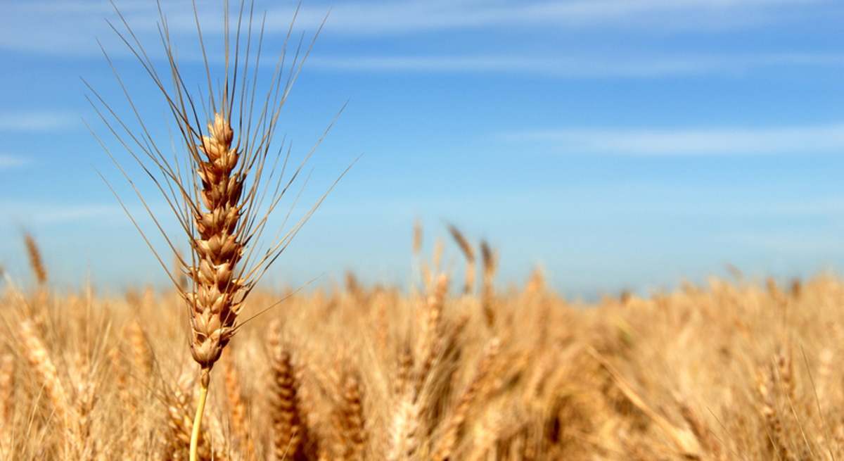 La producción de cereales se hunde un 38% por la sequía y amenaza con más inflación
