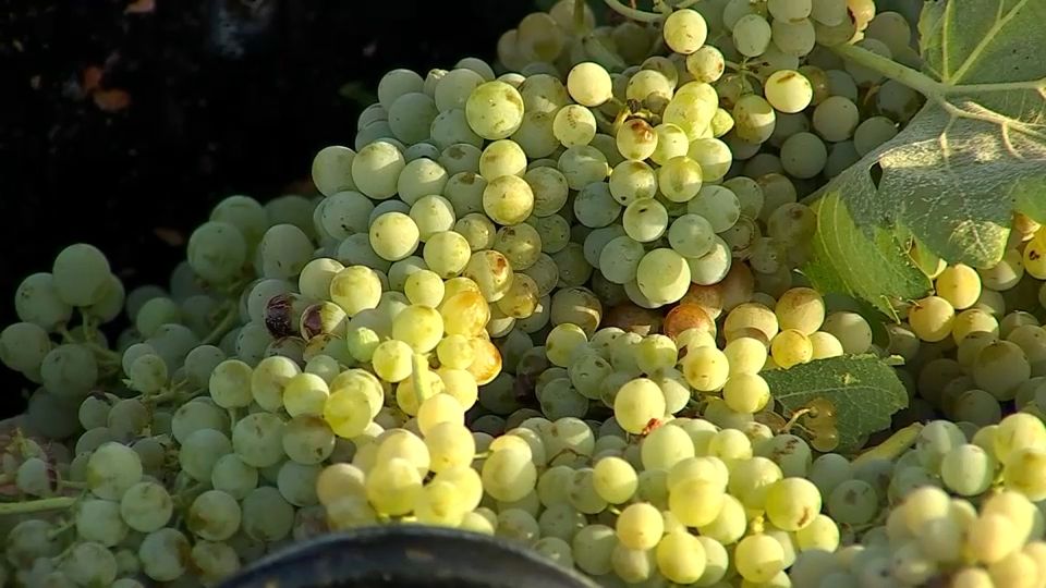 Arranca la vendimia para cava en Extremadura