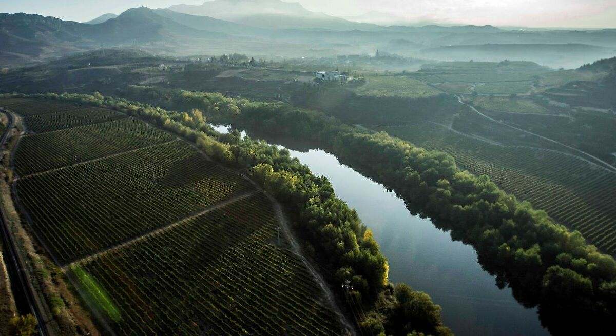 La vendimia más amarga en la Denominación de Origen Rioja