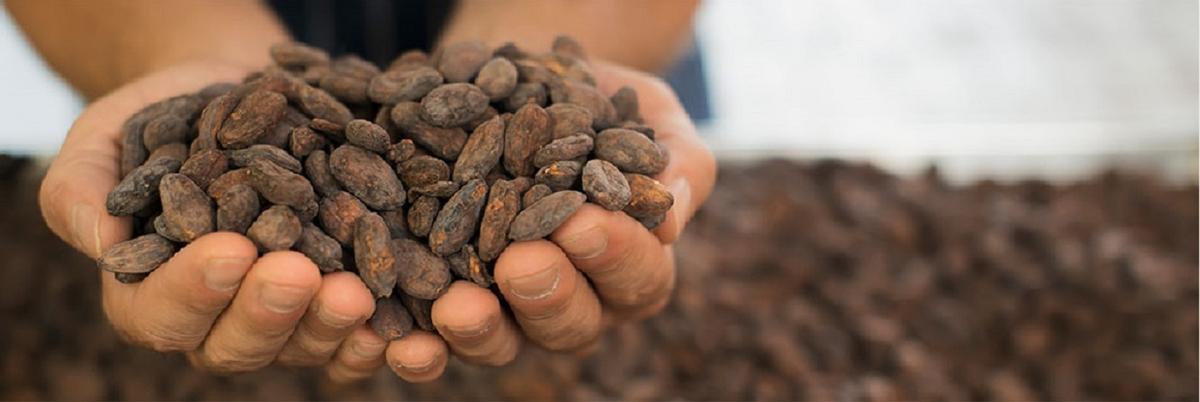 El precio del cacao se instala en las nubes