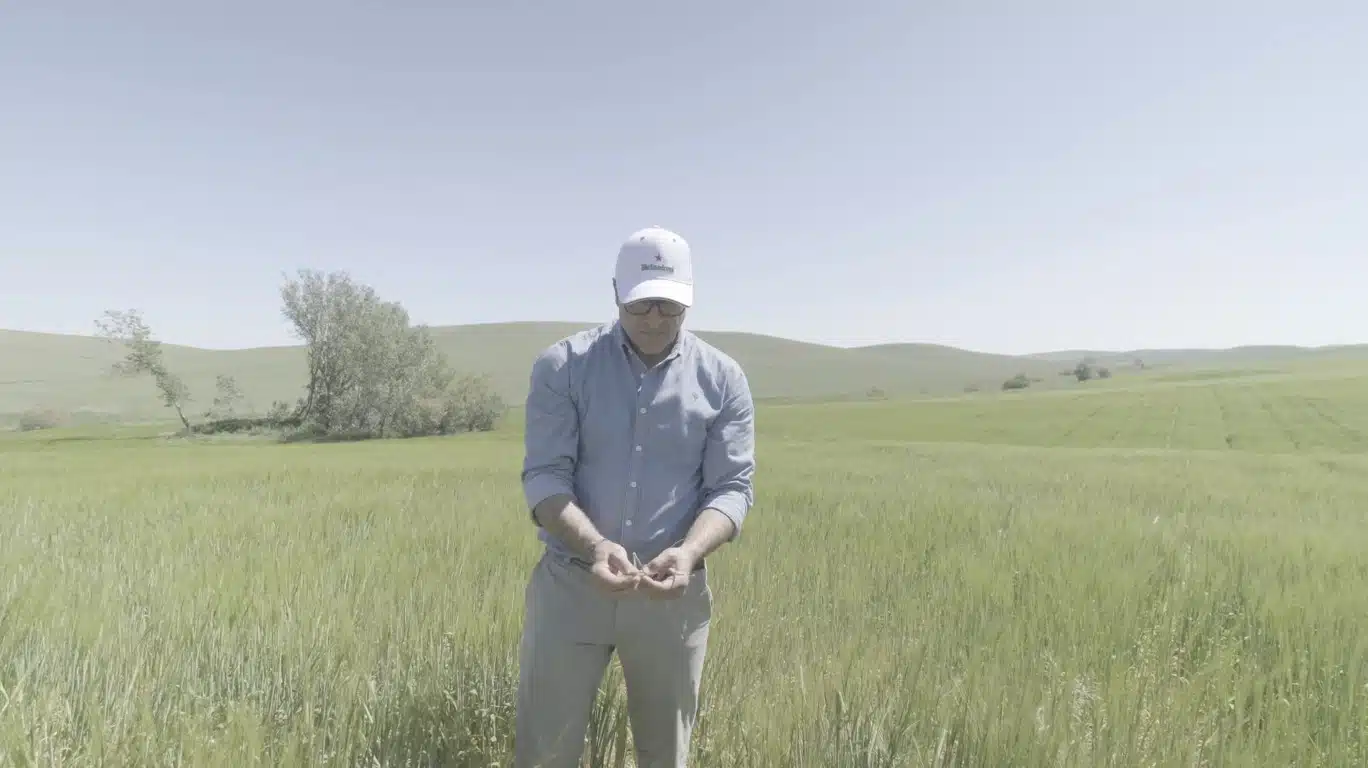 Cerveza Heineken a partir de cebada con baja huella de carbono, gracias a los fertilizantes Impact Zero de Fertiberia