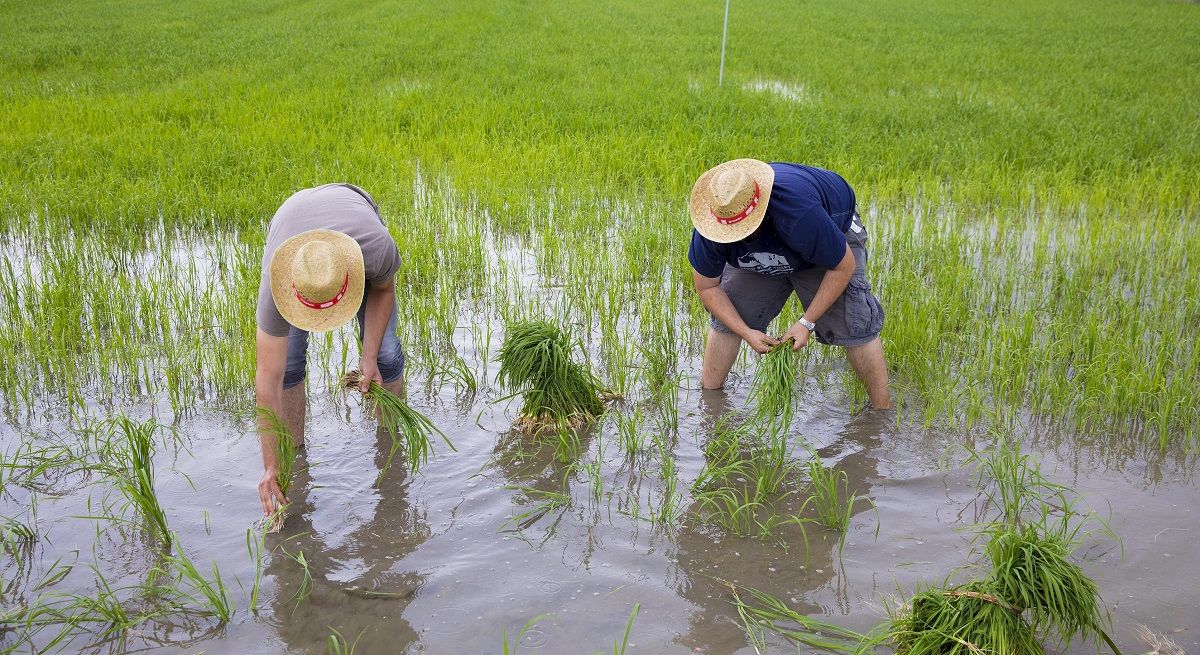 El precio mundial de los alimentos cae al nivel más bajo en año y medio